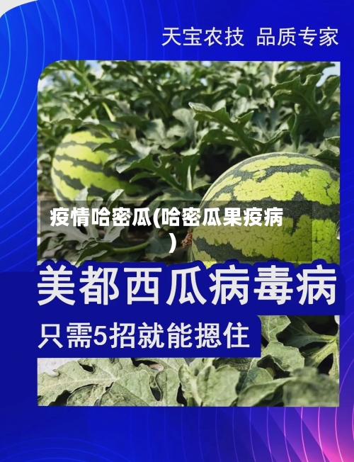 疫情哈密瓜(哈密瓜果疫病)