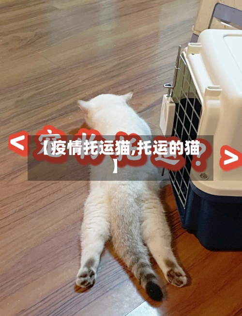 【疫情托运猫,托运的猫】-第3张图片